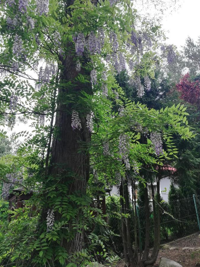 Kaszuby Dom Nad Jeziorem Szczytno Duze Βίλα Dobrzyn  Εξωτερικό φωτογραφία